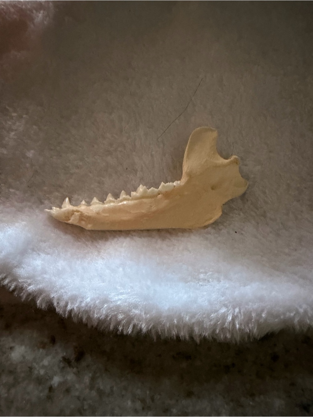 Natural Small Jawbone of Fox